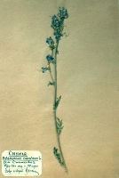 Синюха (Polemonium caeruleum L.)