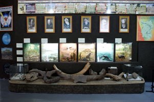 Палеонтологическая коллекция в экспозиции