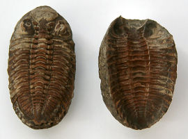 Трилоби́т (лат. Trilobita). Девон
