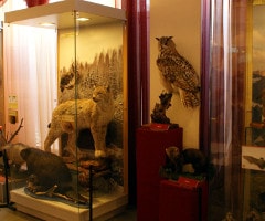 Выставка «Животные на карте мира» ждет своих посетителей